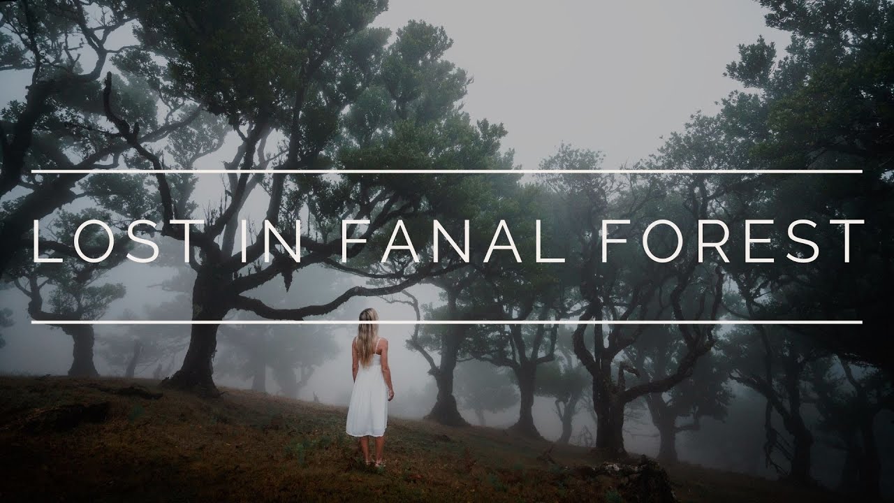 LOST IN FANAL FOREST