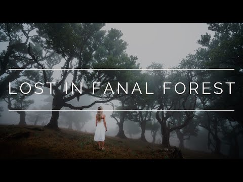 LOST IN FANAL FOREST