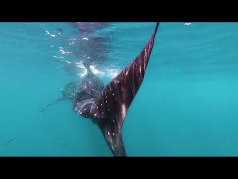Whaleshark Tour Mexico By Digital Travel Videos