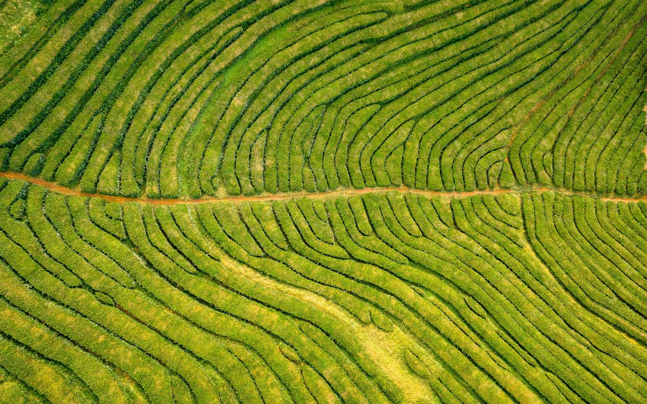 tea-plantations-azores-best-photography-spots-topdown