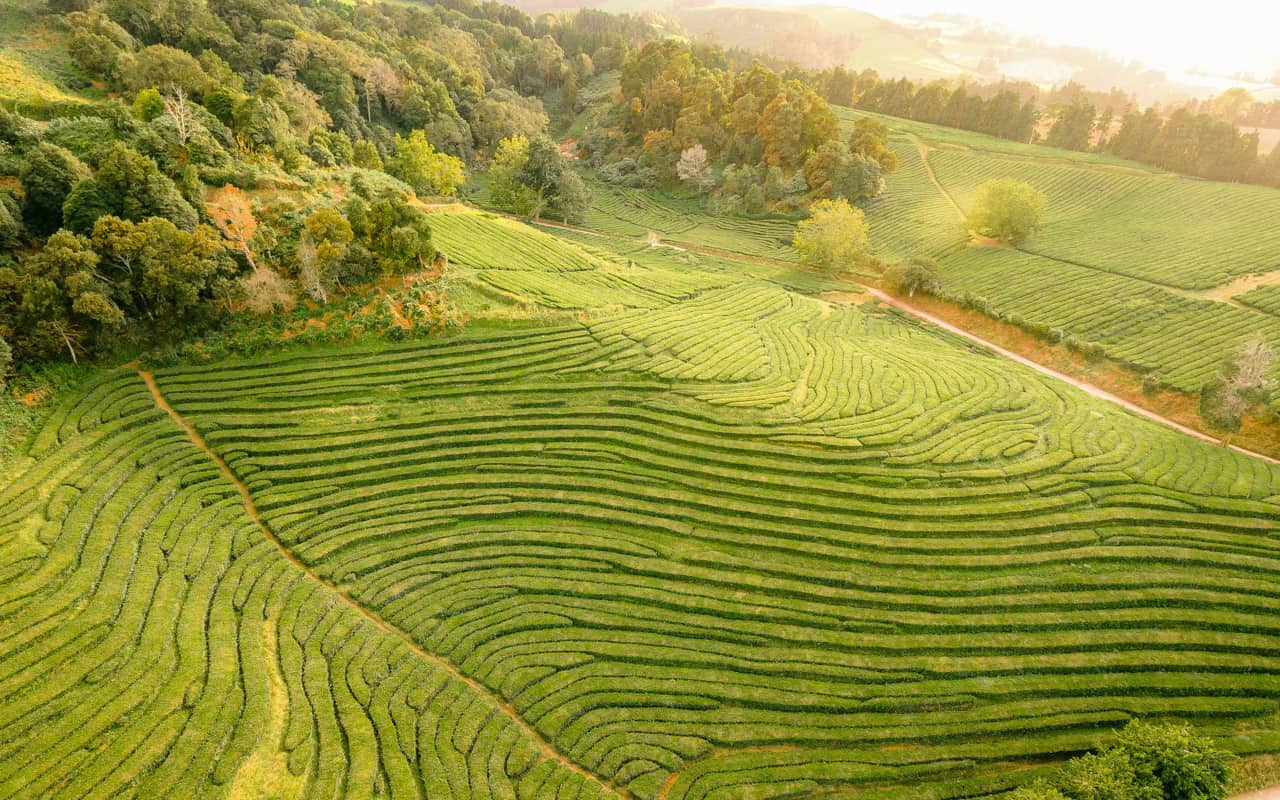 tea-plantations-azores-best-photography-spots