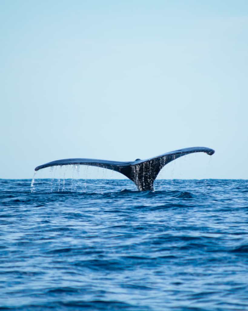 whale-watching-azores-blog