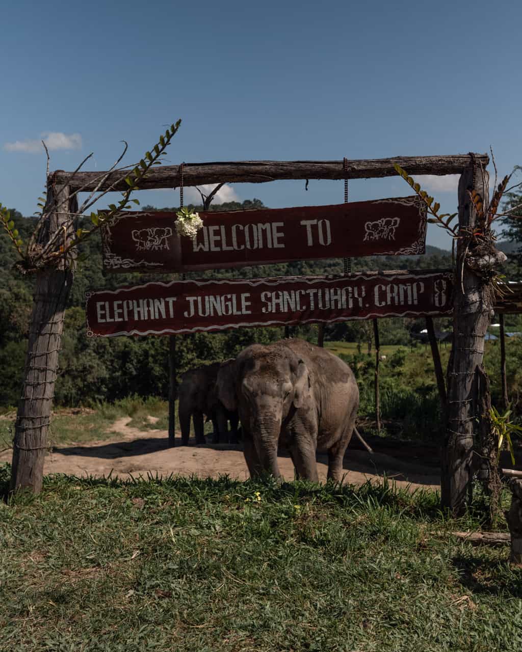 Elephant-Nature-park-Chiang-Mai
