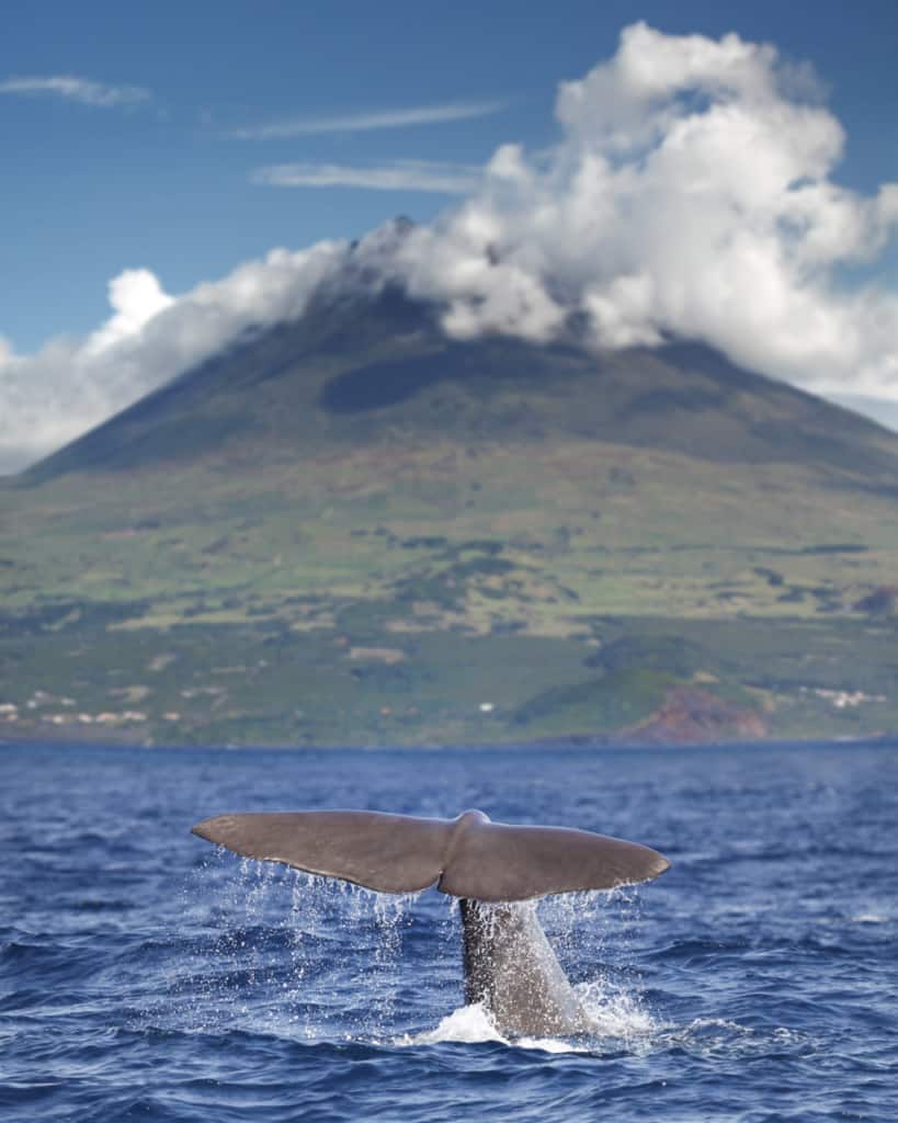 whale-watching-azores-sperm-whale