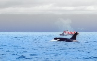 Whale-watching-Azores