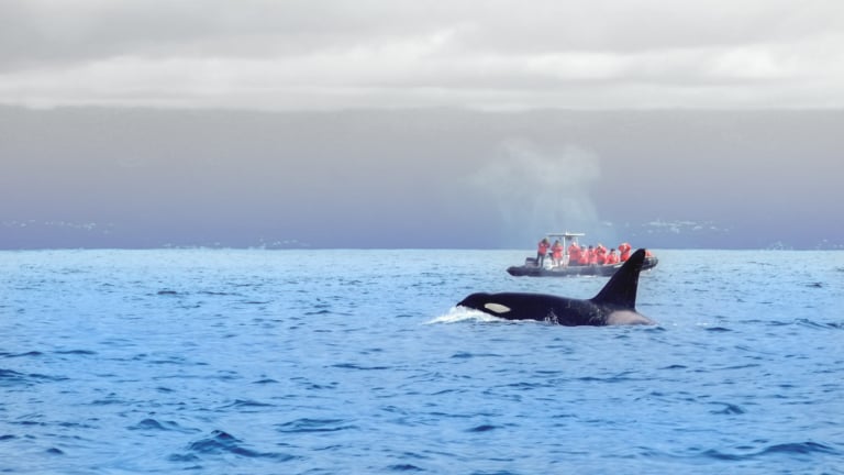 WHALE WATCHING AZORES – Everything you need to know