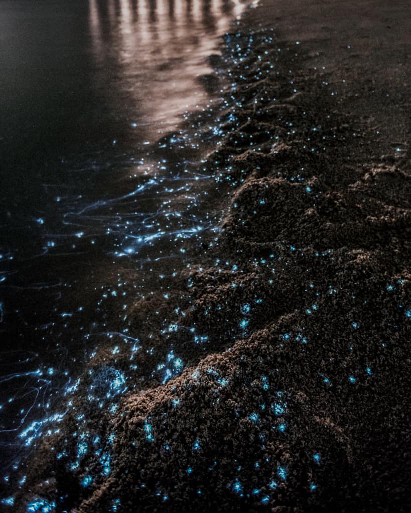 isla-holbox-mexico-bioluminescence