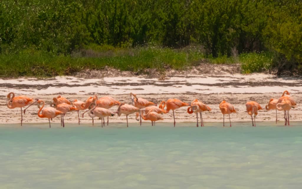 isla-holbox-mexico-flamingo-horizontal