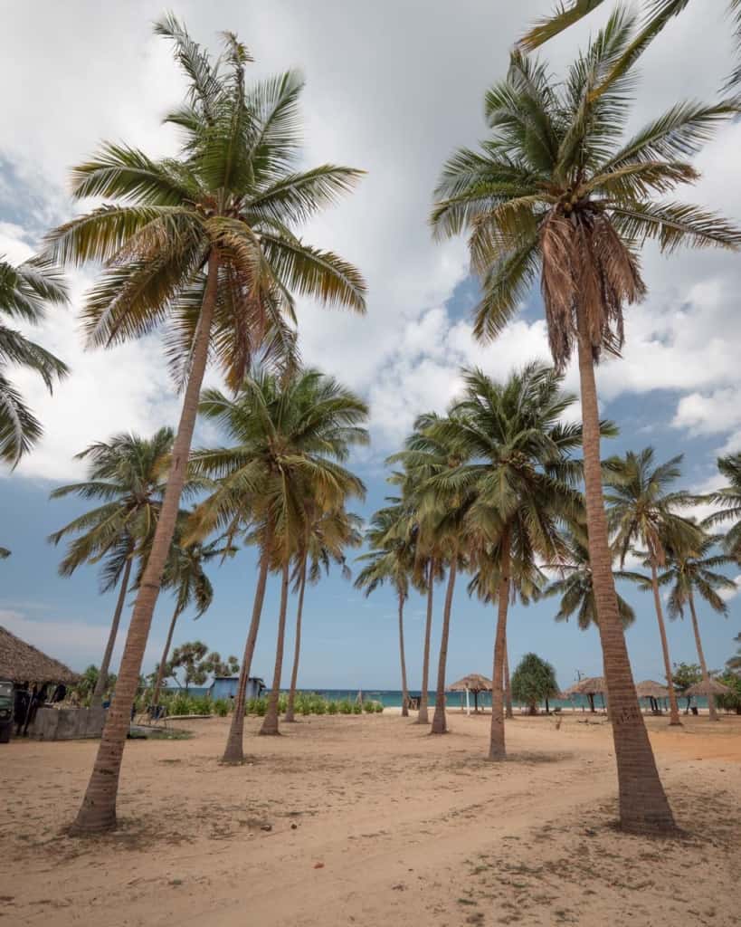 Trincomalee-nilaveli-beach-palmtrees