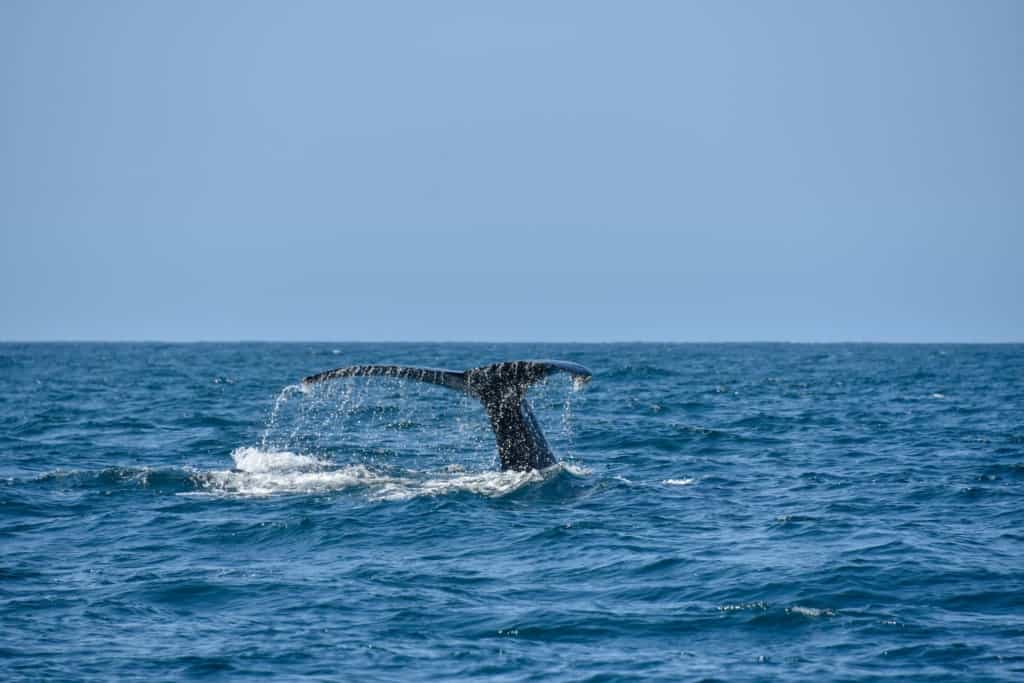 trincomalee-whale-watching