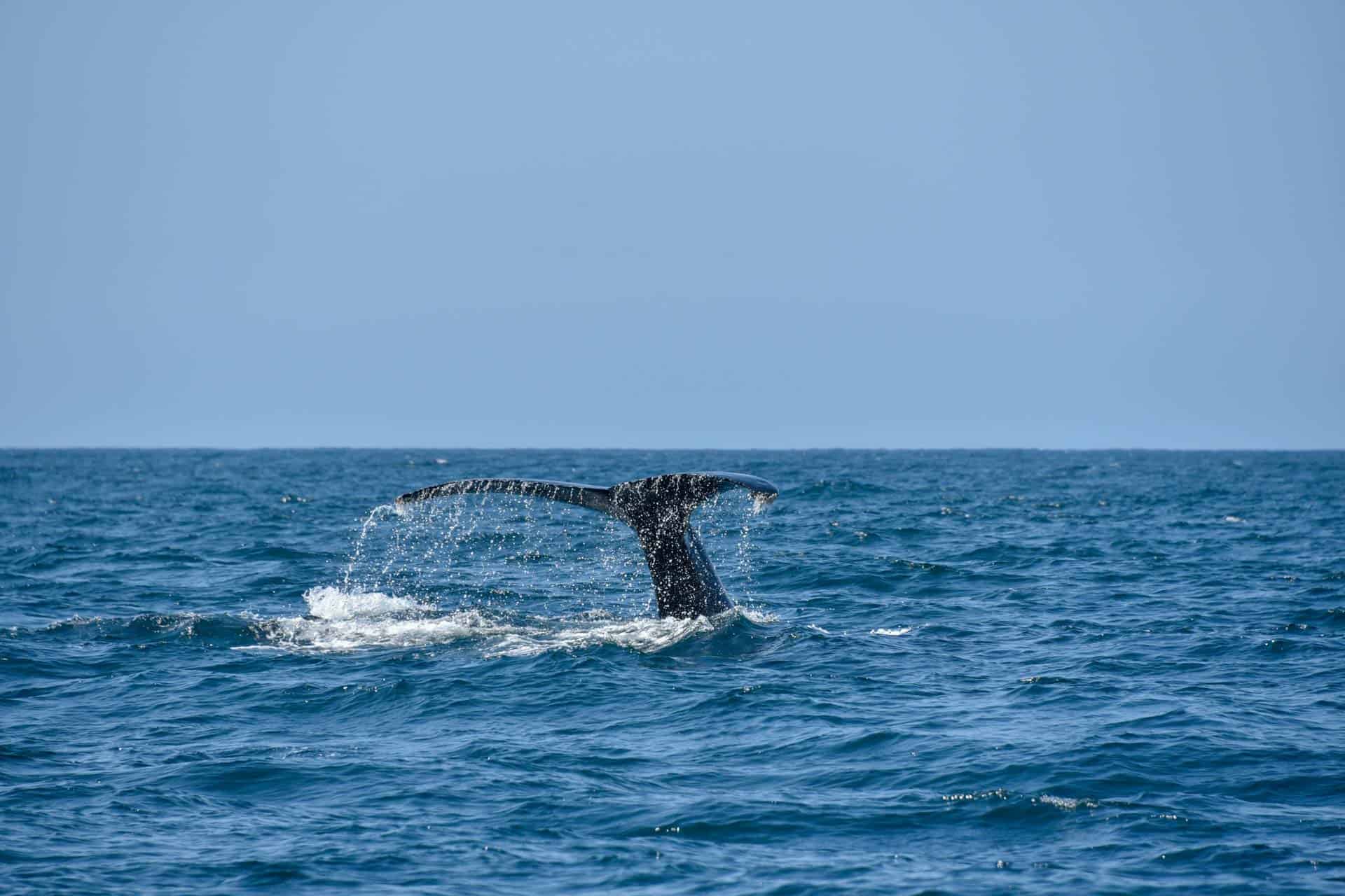 trincomalee-whale-watching