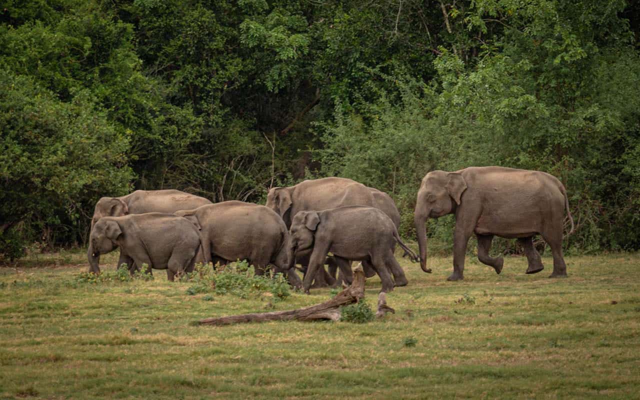 kaudualla-national-park-safari-elephant-herd