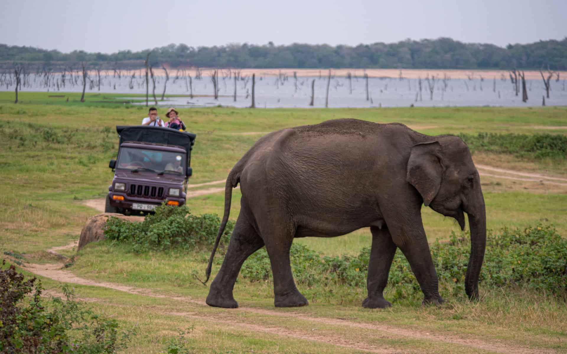 minneriya-national-park-safari-elephant