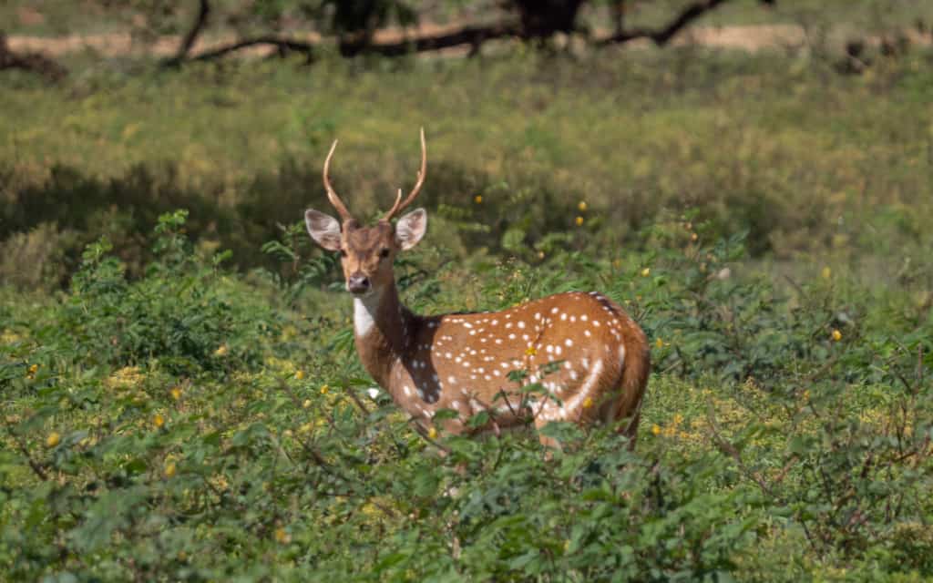 safari-sri-lanka-deer-posing