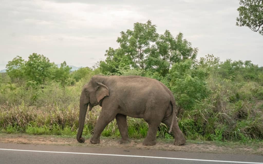 safari-sri-lanka-elephant-walking-road