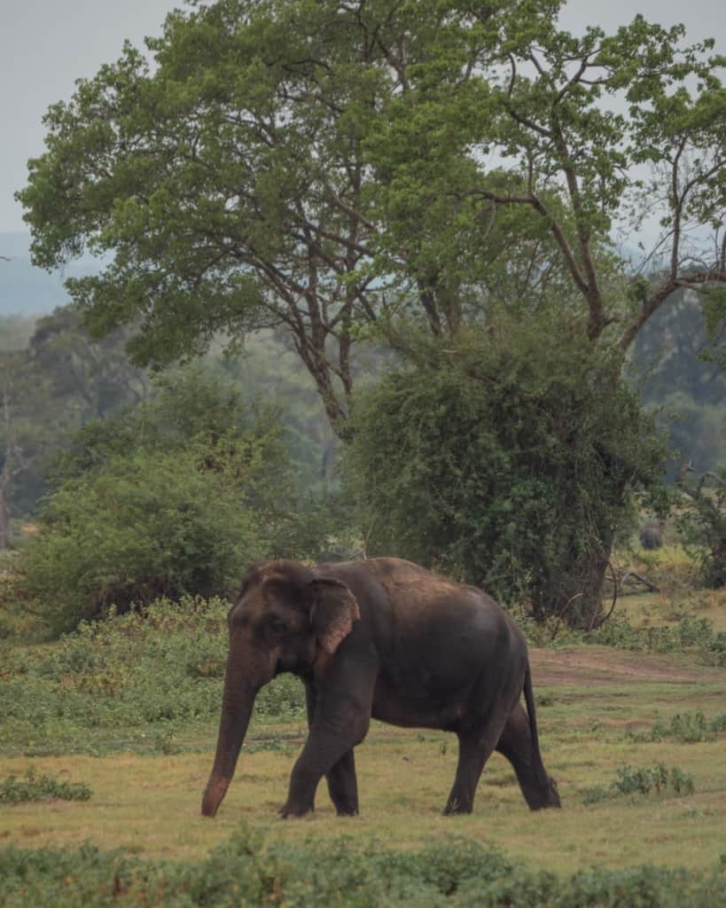 safari-sri-lanka-kaudulla-elephant