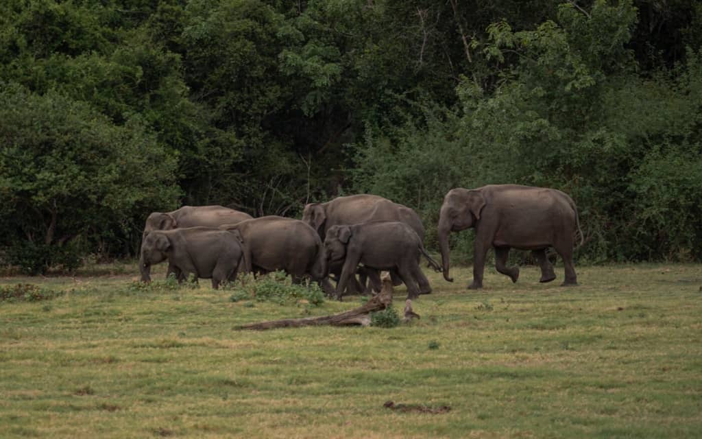 safari-sri-lanka-kaudulla-herd-elephants