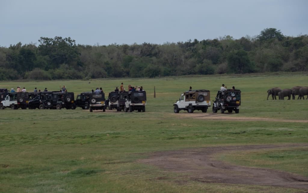 safari-sri-lanka-kaudulla-jeeps-elephants
