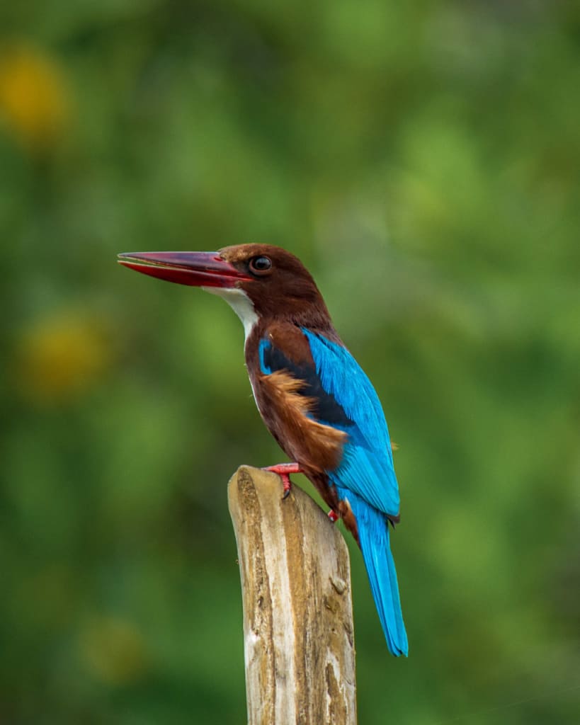 safari-sri-lanka-kingfisher