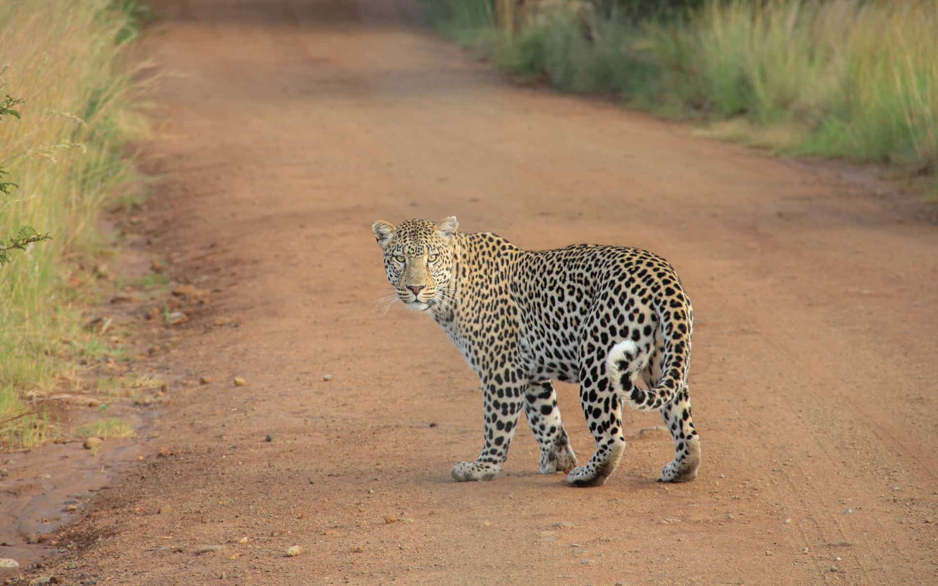 yala-national-park-leopard