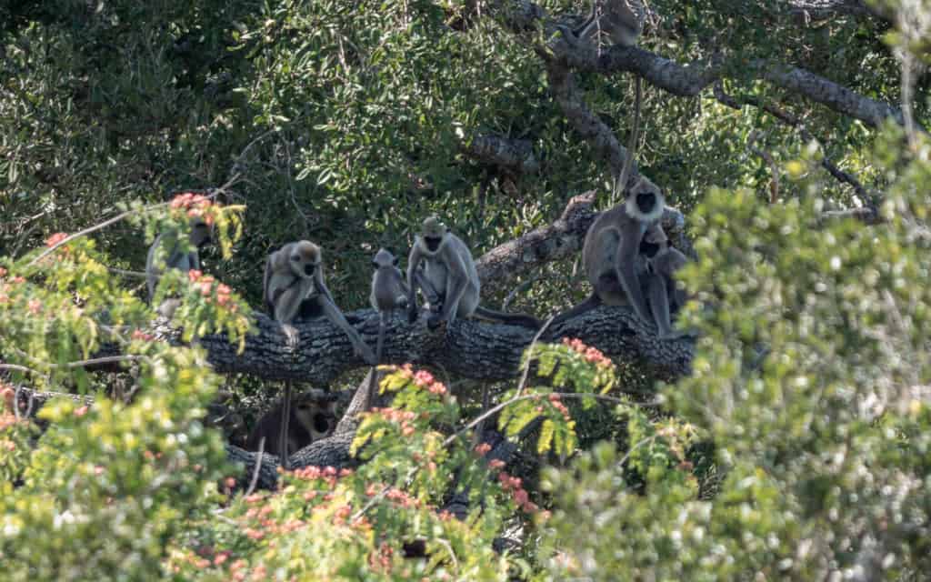 safari-sri-lanka-monkeys