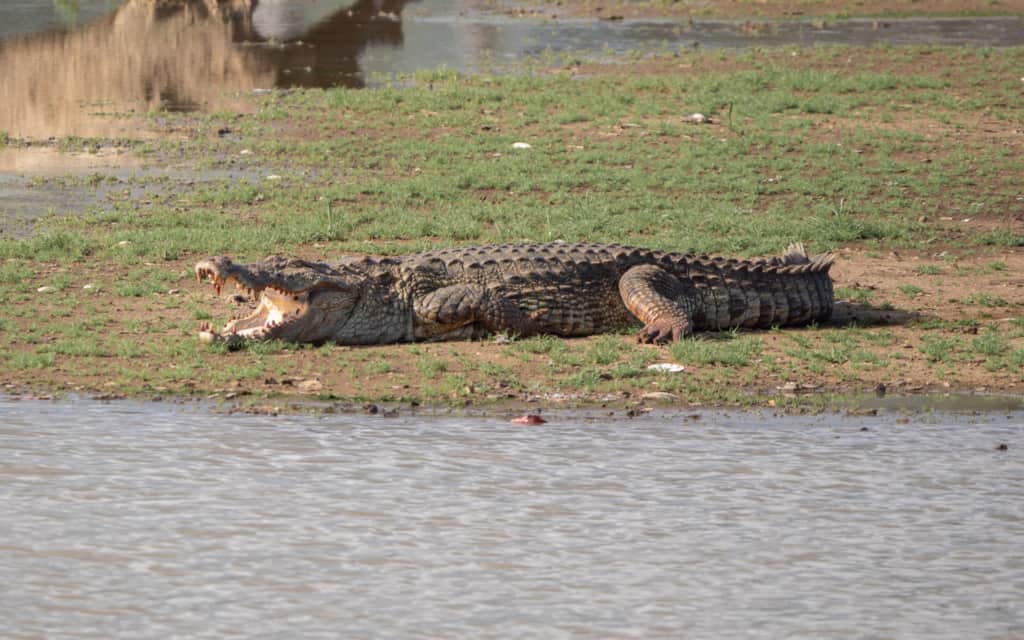 safari-sri-lanka-yala-crocodile