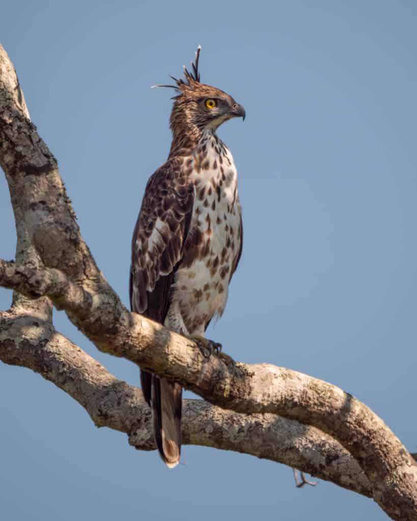 safari-sri-lanka-yala-eagle