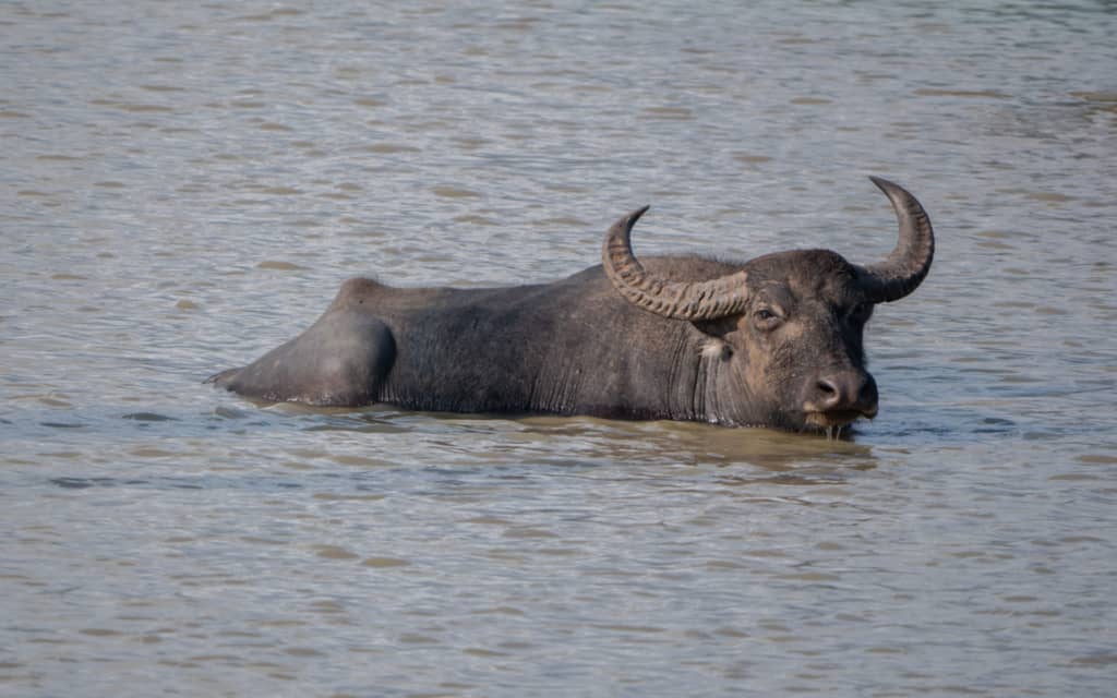safari-sri-lanka-yala-water-buffalo