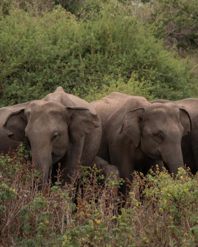 safari-wild-elephants
