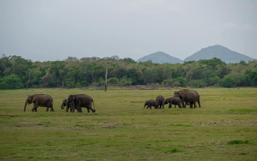 safari-wild-elephants-landscape