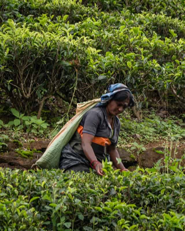 places-to-visit-nuwara-eliya-tea-fields-plucking