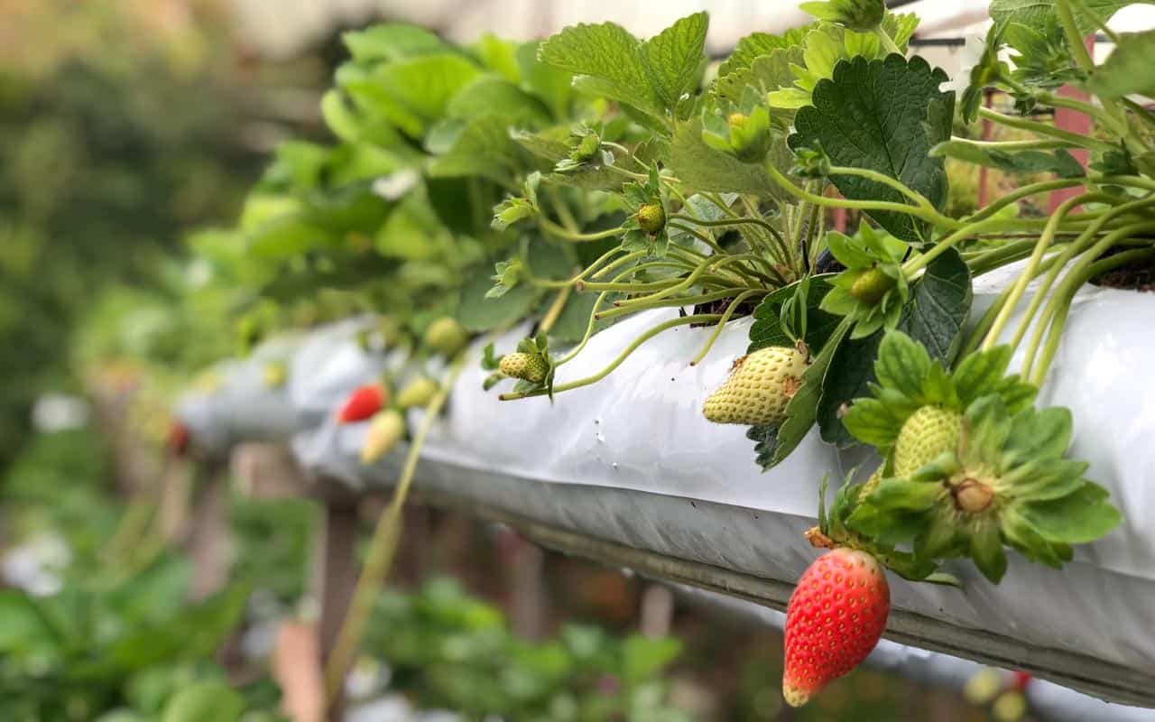 strawberry-farm-nuwara-eliya