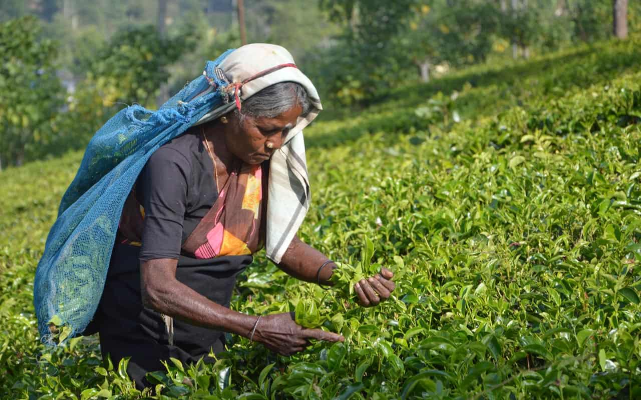 tea-plantations-nuwara-eliya-plucking