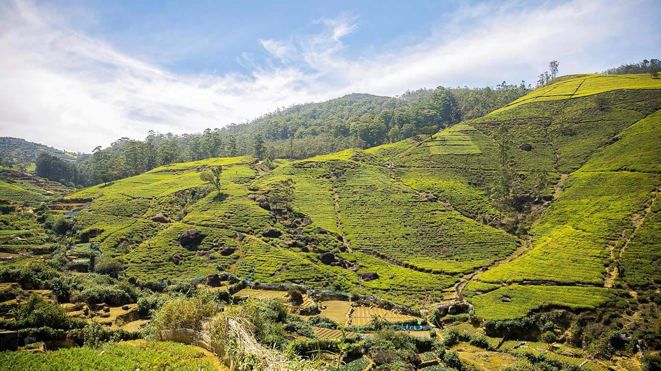 tea-plantations-nuwara-eliya-sri-lanka-blog