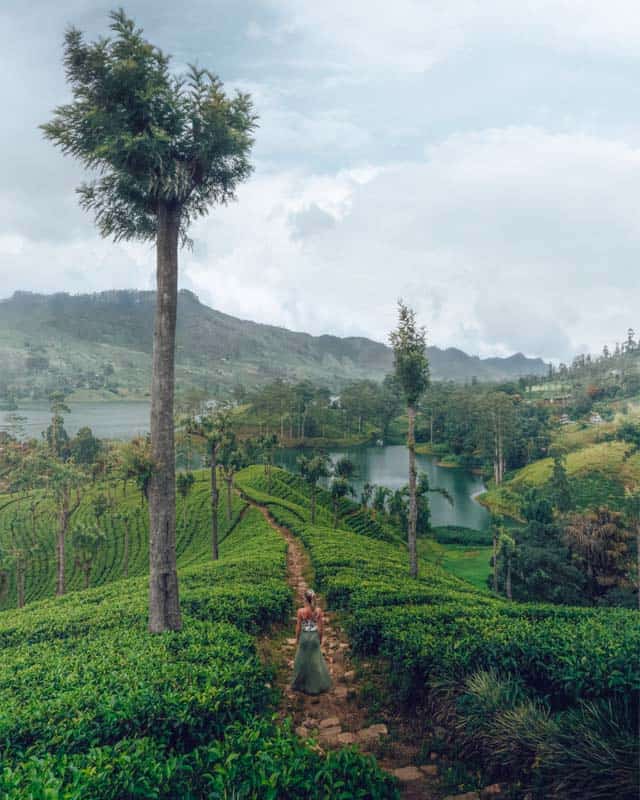 nuwara-eliya-tea-fields