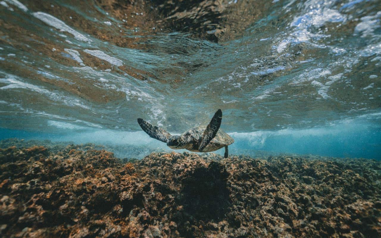turtle-sea