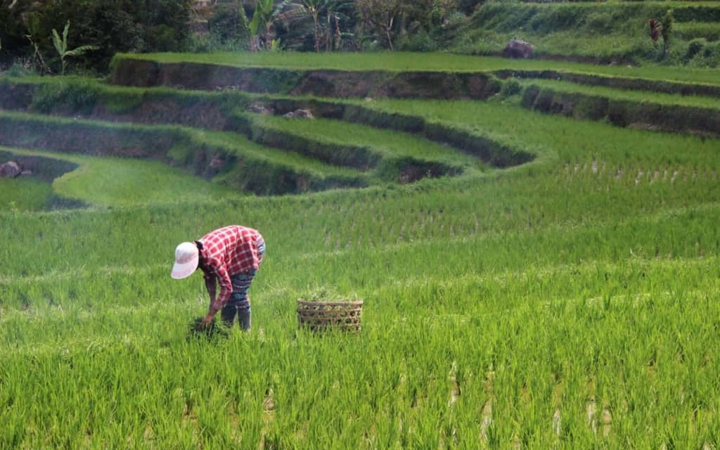 rice-planting