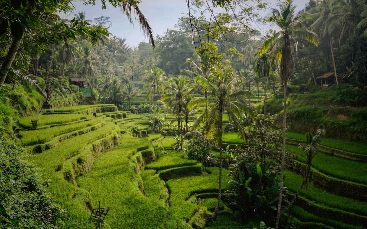 tegalalang-rice-terraces