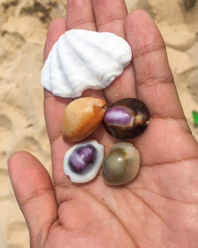 shells-beach