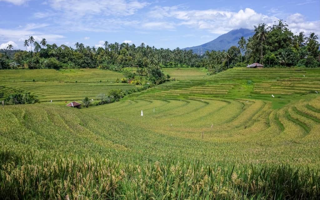 pupuan-rice-fields-bali