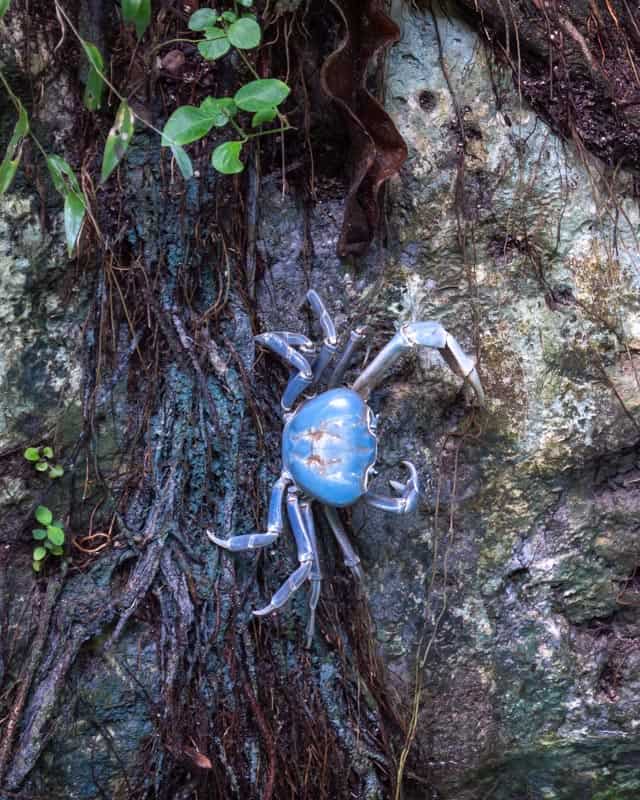 gran-cenote-tulum-blue-crab-zoom