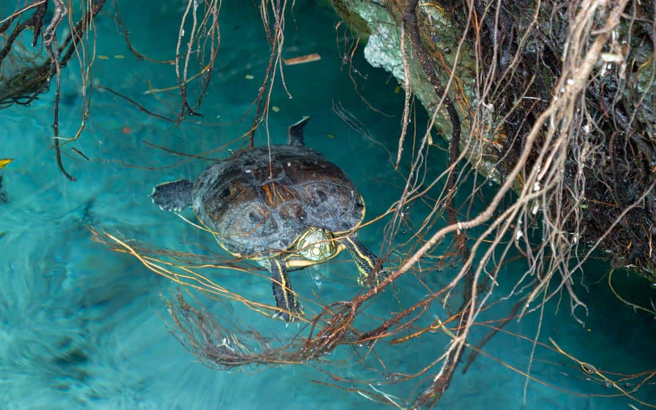 gran-cenote-tulum-turtle