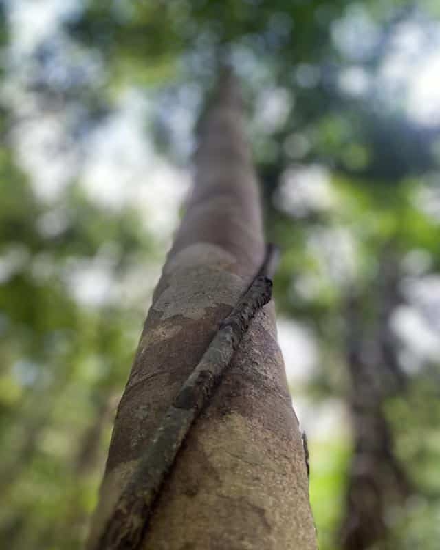 tree-koh-phangan
