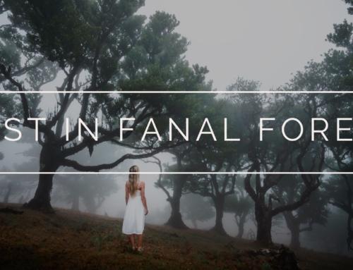 LOST IN FANAL FOREST