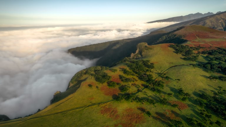 Vereda do Fanal hike PR13 in Madeira – Ultimate Guide