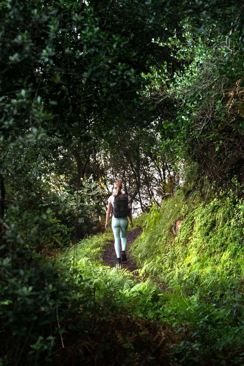 vereda-do-larana-forest-path