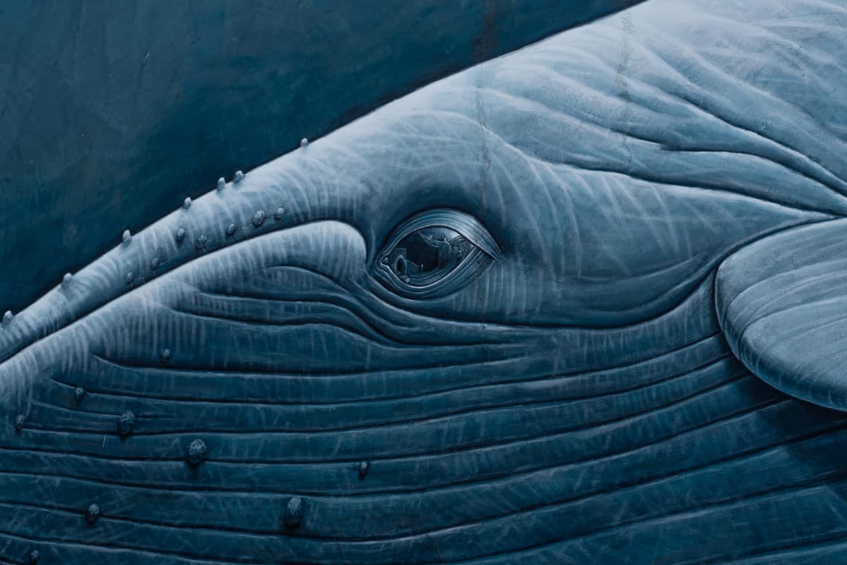 whale-closeup