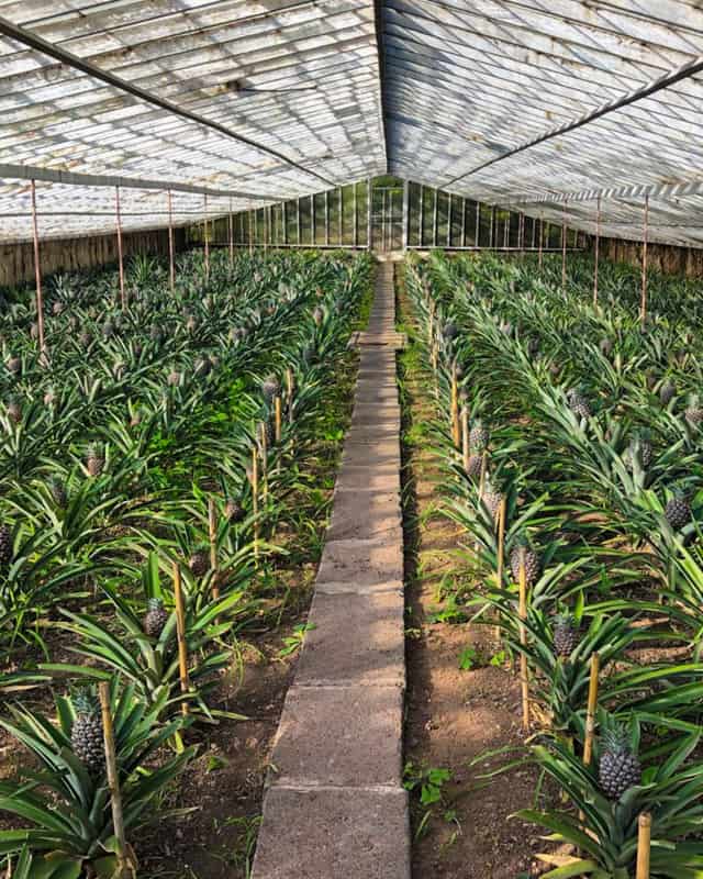 pineapple-plantation-azores