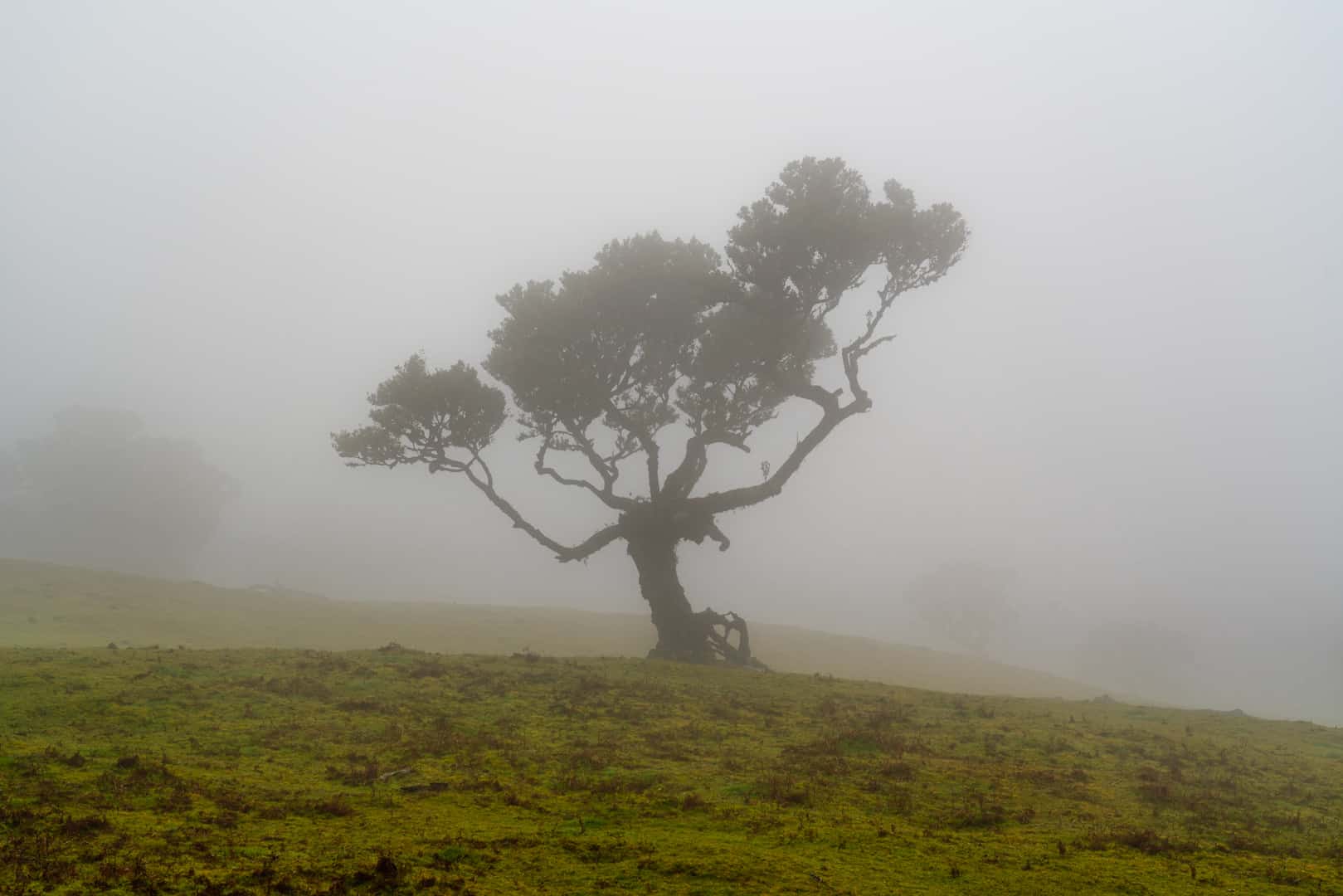 fanal-forest-lonely-tree