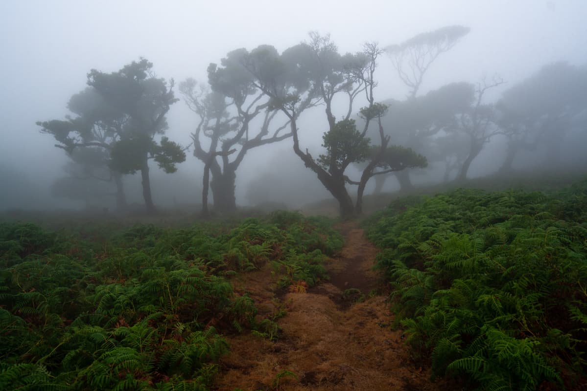 foggy-fanal-forest